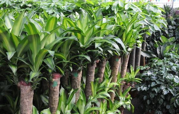 巴西木怎样才能养得茂盛,巴西木多长芽的方法