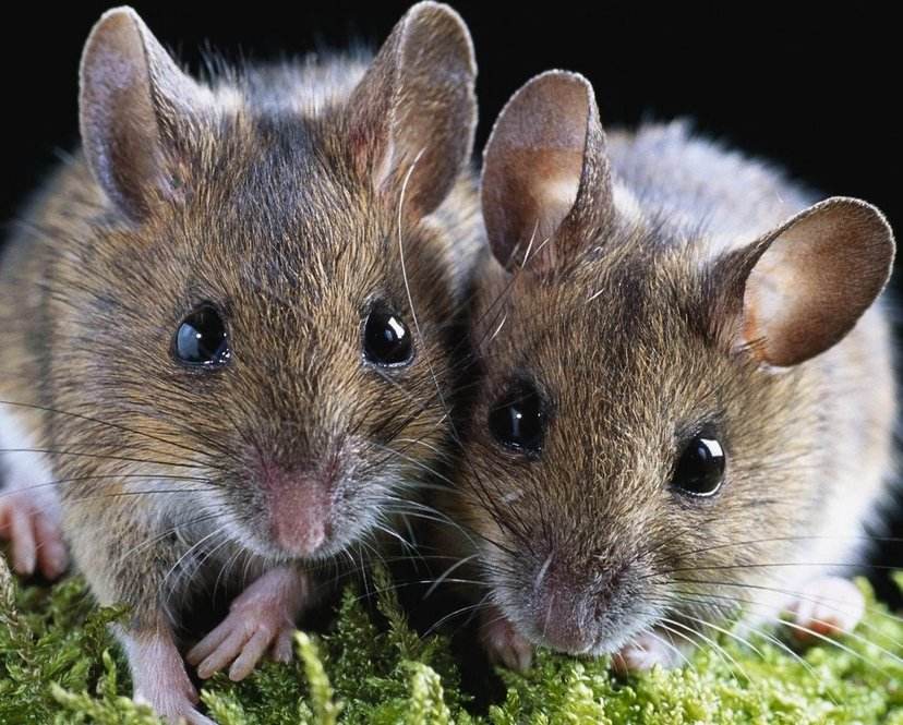 人类十大不能吃的野生动物是什么，其排名如何？