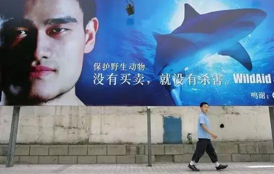 如果见过鲨鱼的家，你还会不会吃鱼翅？