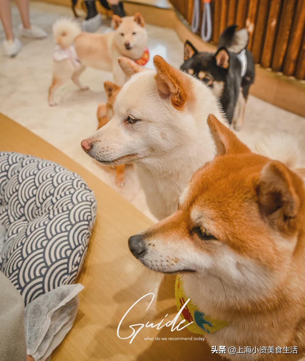 豆柴犬幼犬直播,豆柴是一只非常可爱的小狗