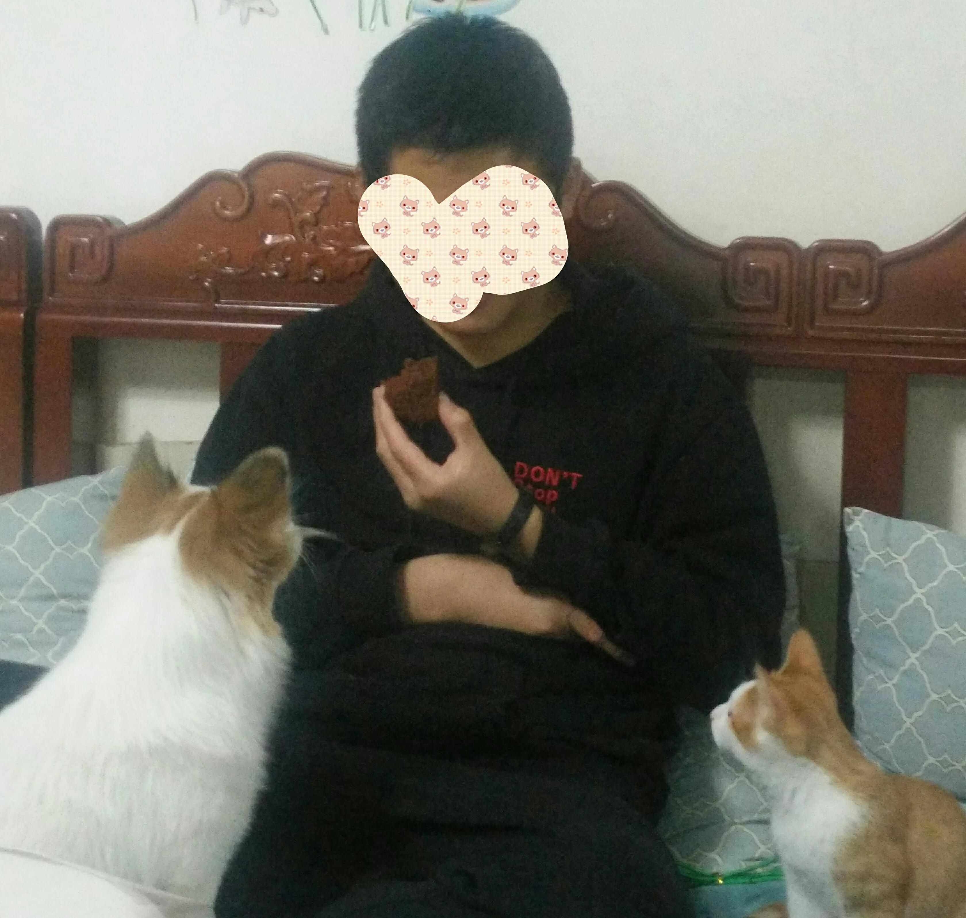 养猫和老鼠动漫,动画片猫和老鼠适合猫咪看吗