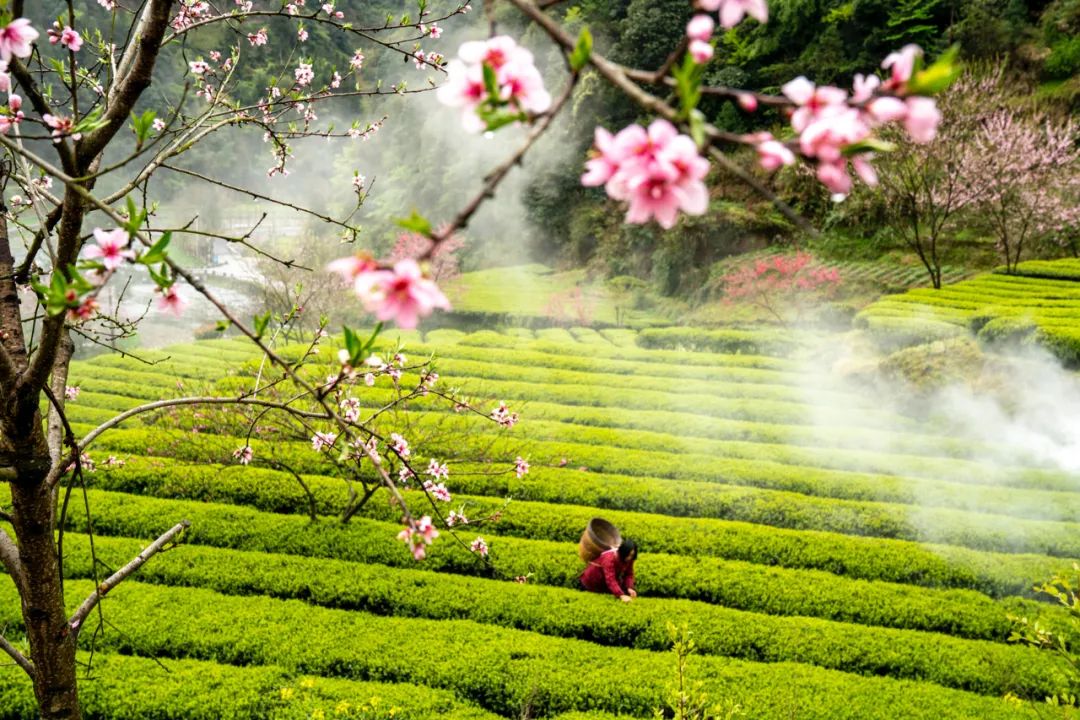 谢谢你为湖北拼单李佳琦,谢谢你为湖北拼单回看