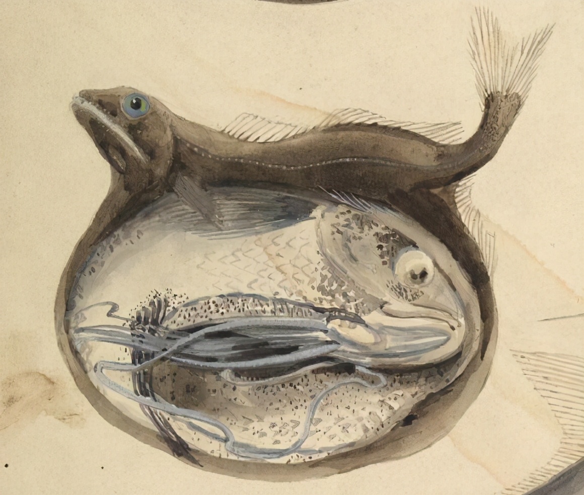 世上最恐怖的鱼食人鱼,史上最吓人的食人鱼