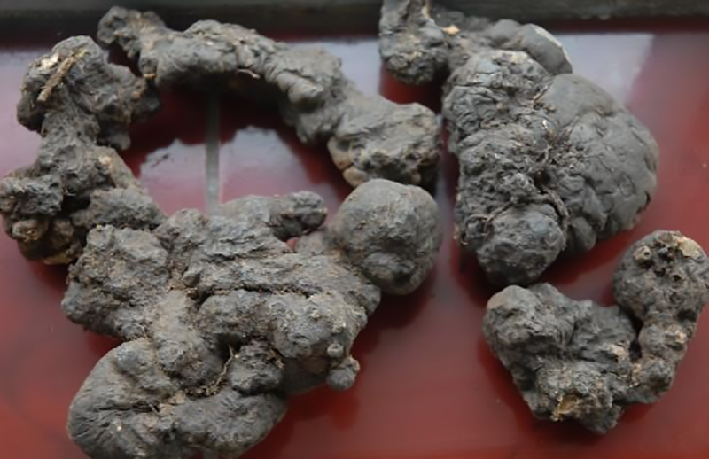 农村小伙投资种植中药材,农村种植致富项目中药材