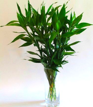 水养的绿植适合一年四季养,夏天水养什么花草最好