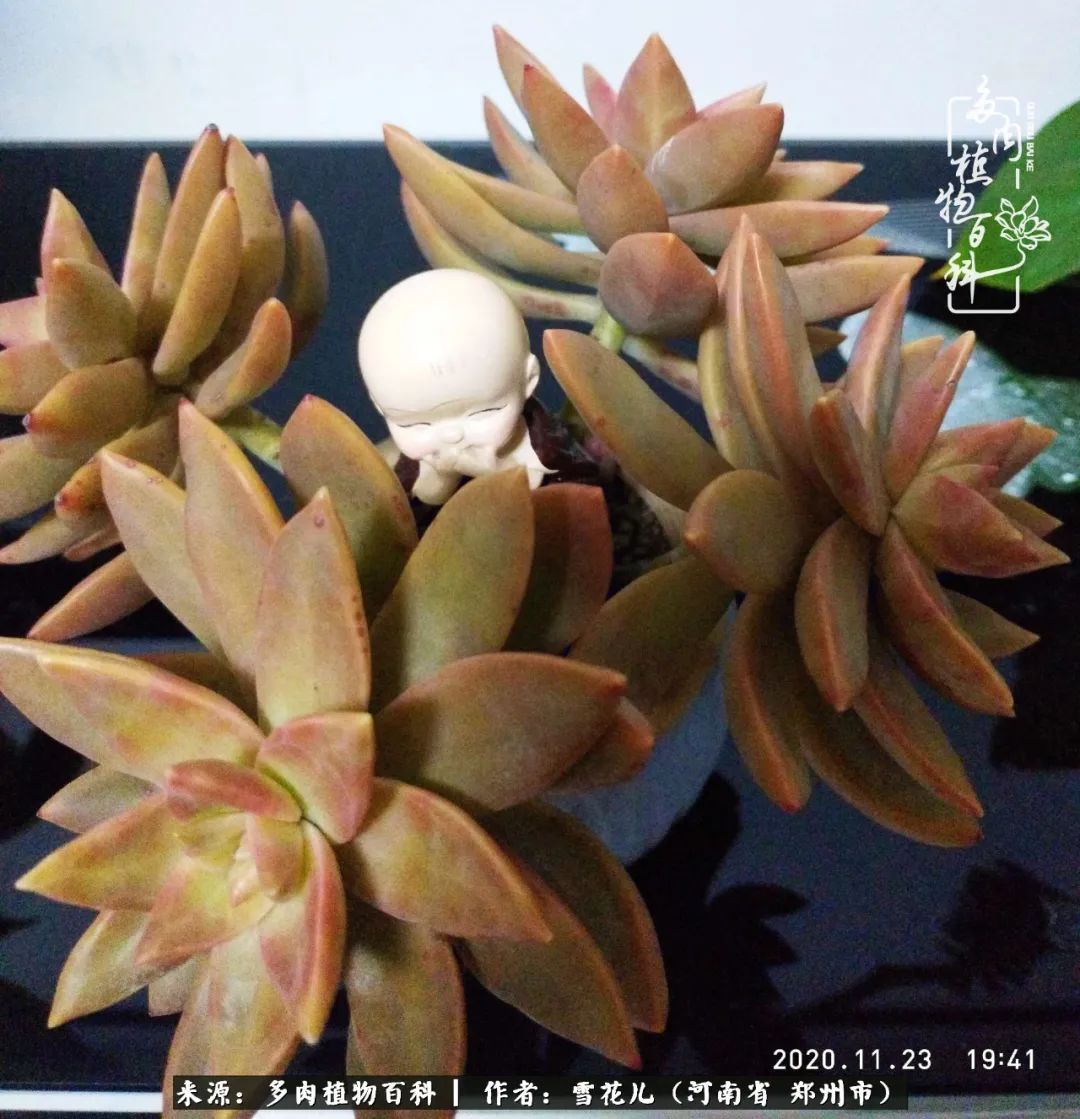 我的多肉乐园,多肉三寸阳台效果图