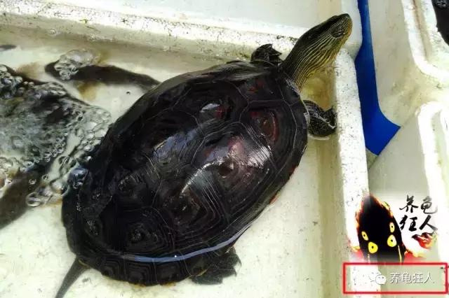 南石龟草龟花龟哪个体型大,草龟花龟珍珠龟哪个更好养