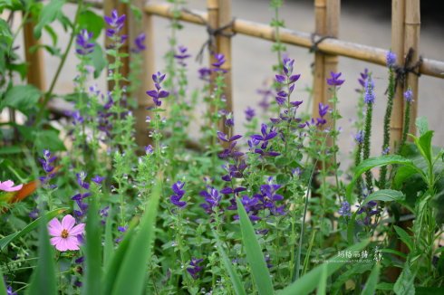 西餐常用的十三种香草介绍大全,西餐中常用的15种香料和香草