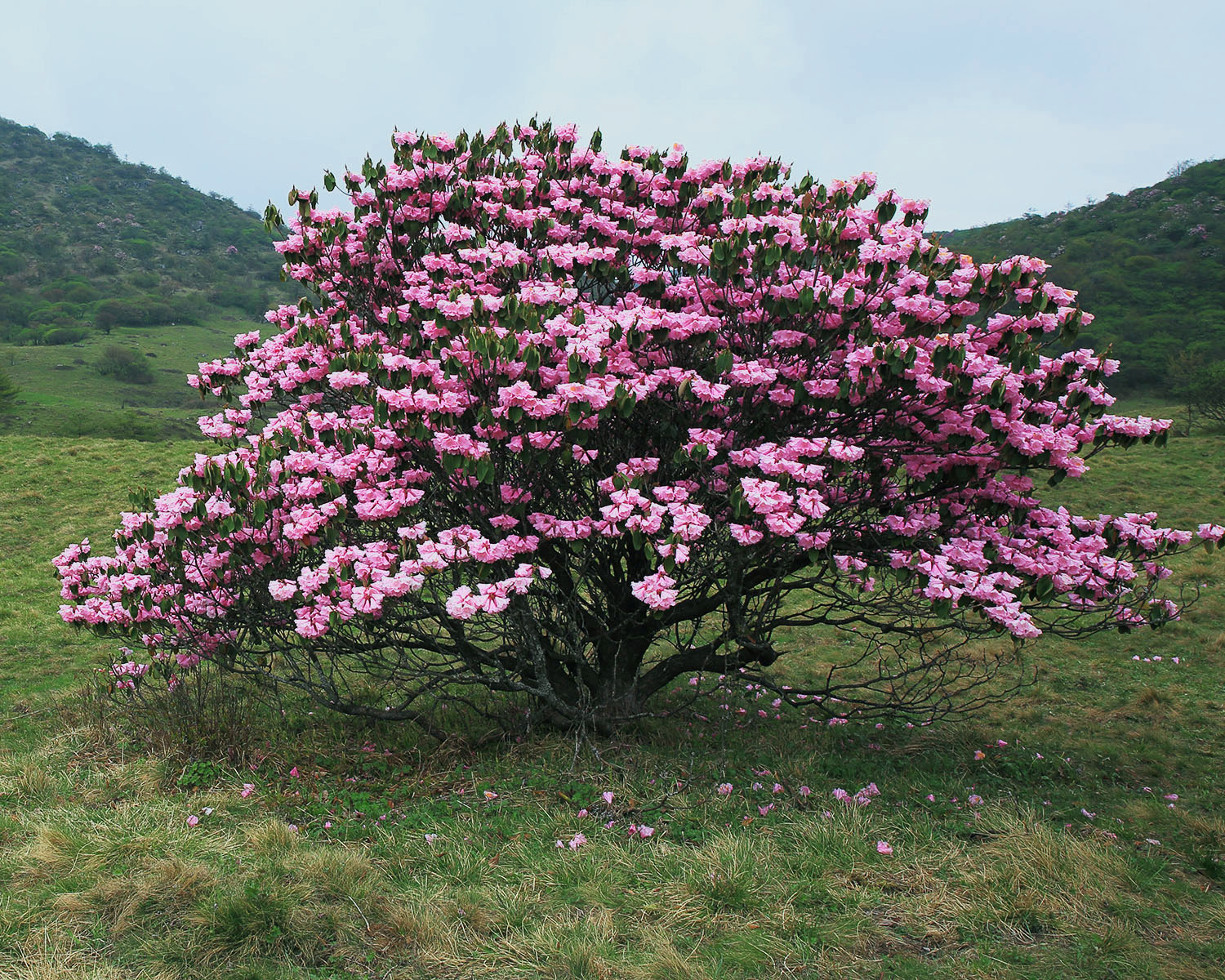 开州城口巫溪巫山奉节环游攻略,五一节奉节巫溪巫山云阳自驾游
