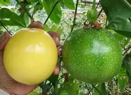 水果界新晋“网红”大盘点，2019年水果圈不为人知的赚钱新商机