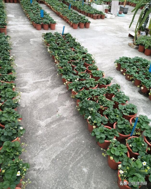 常见花卉花盆图片大全,各种花盆的优缺点图片介绍