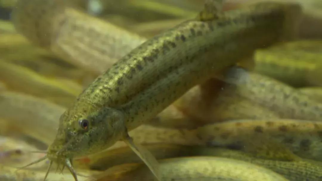 藕塘里养泥鳅赚了钱,养泥鳅10万元赚40万