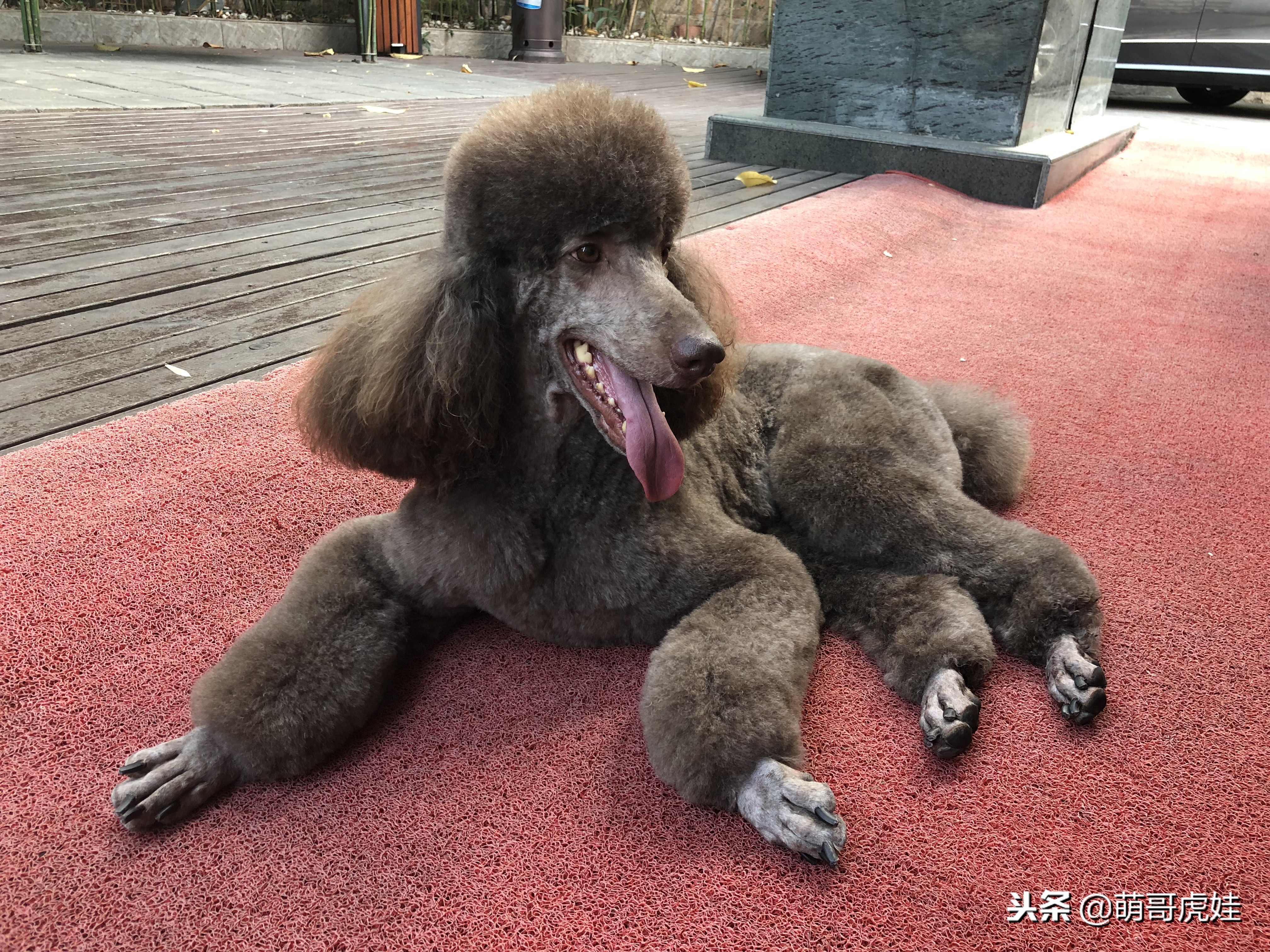 巨型贵宾犬剃完毛毛是什么样子的,巨型贵宾犬多大就能剪毛