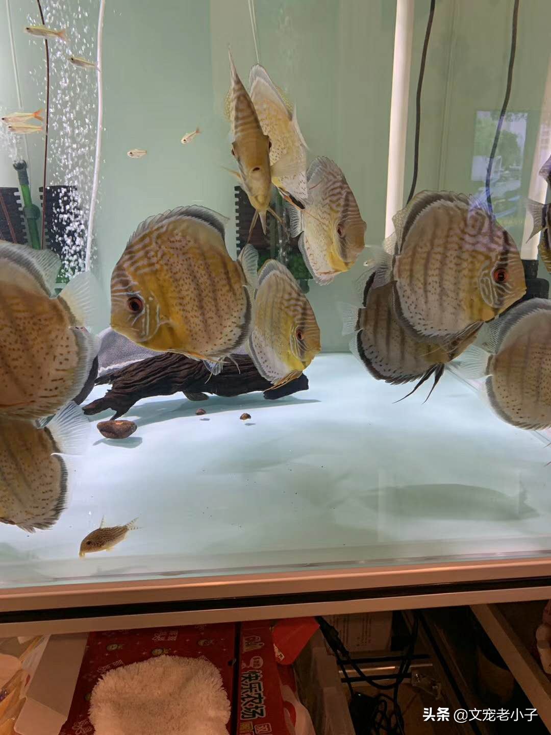 德松七彩神仙鱼如何饲养,七彩神仙鱼和雷龙鱼混合饲养