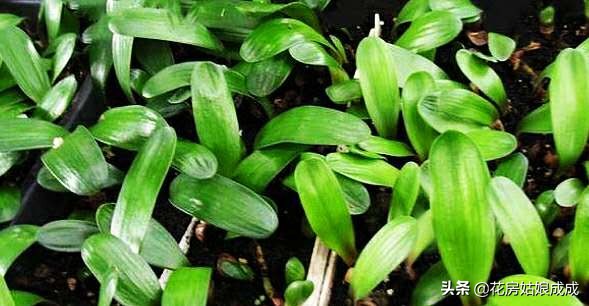 君子兰开花后怎么养才能再次开花,君子兰开花过后怎样才能继续开花