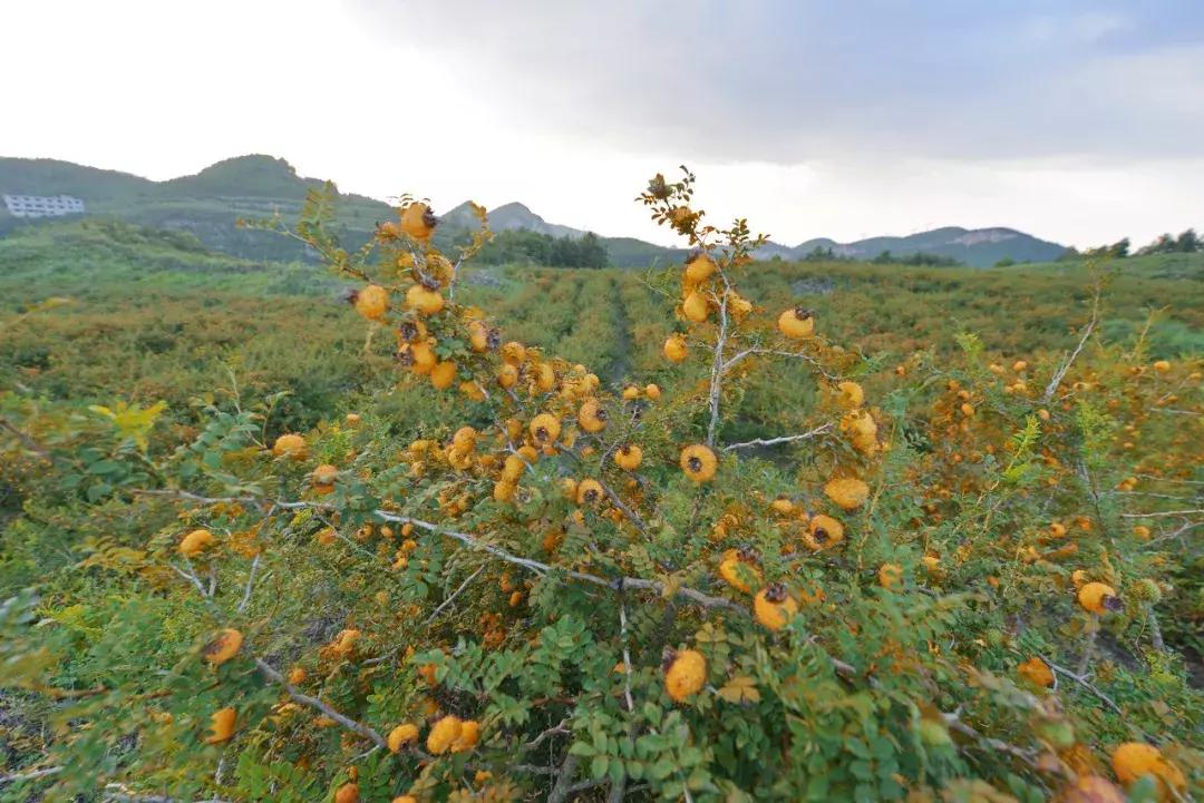全国最宝藏的省,中国宝藏最多的省份