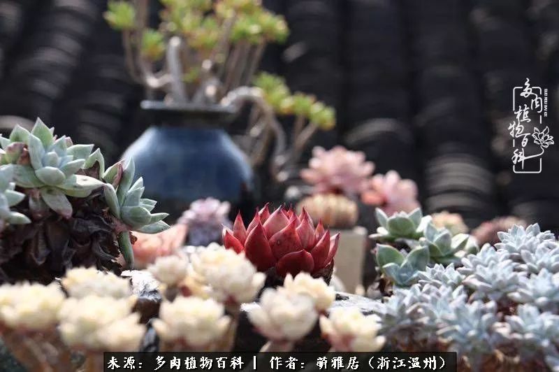多肉最美的季节已来到,多肉最美的季节来临