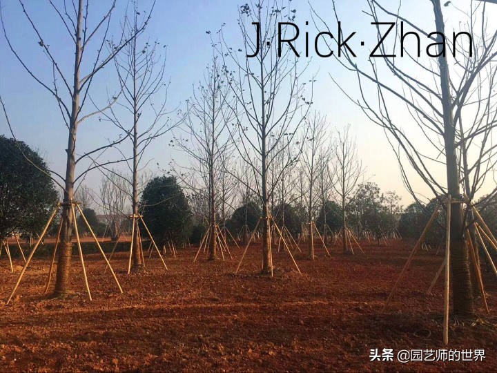 高尔夫果岭草坪家庭院子种植,麦冬草坪种植方法和注意事项