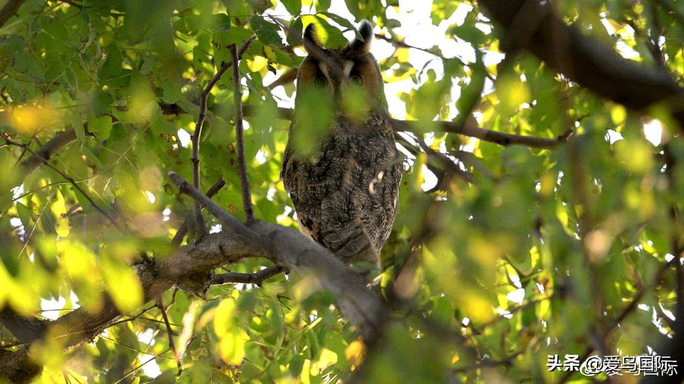 尼康z9有希望更新人像模式吗,尼康z9为什么适合打鸟