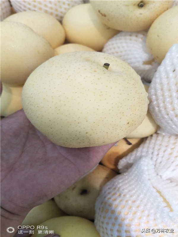 有一种新品种梨树叫黑梨树,柱状梨树图片欣赏梨树新品种