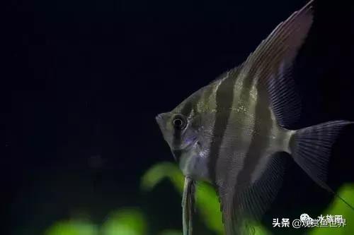 埃及观赏鱼的饲养要点,埃及神仙鱼的饲养技巧和方法