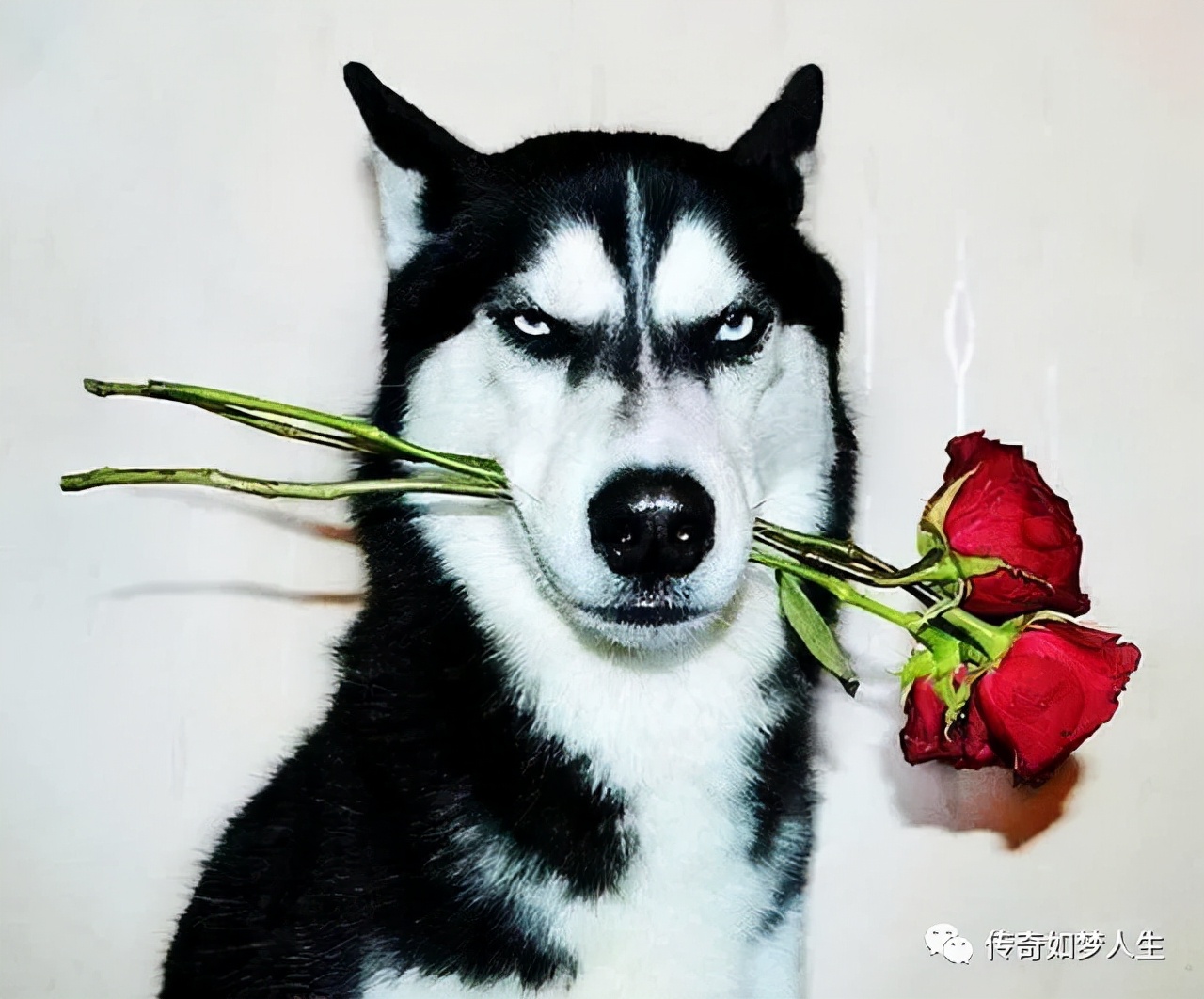 热血传奇好听名字大全,热血传奇富有诗意的名字