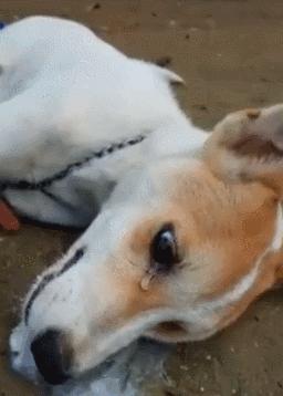 想要狗狗长寿铲屎官要注意这4点,铲屎官偶尔得知一个秘诀专治狗狗