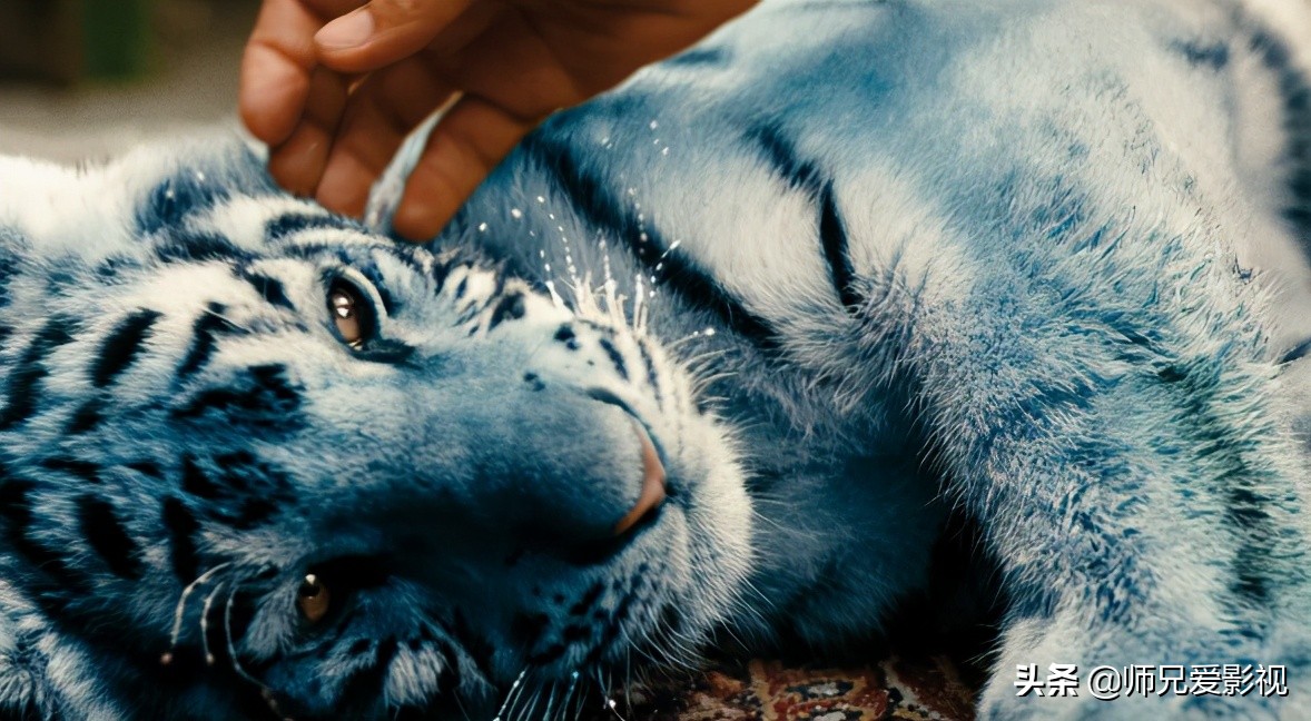 盘点那些和老虎相关的电影,关于老虎的都有什么电影