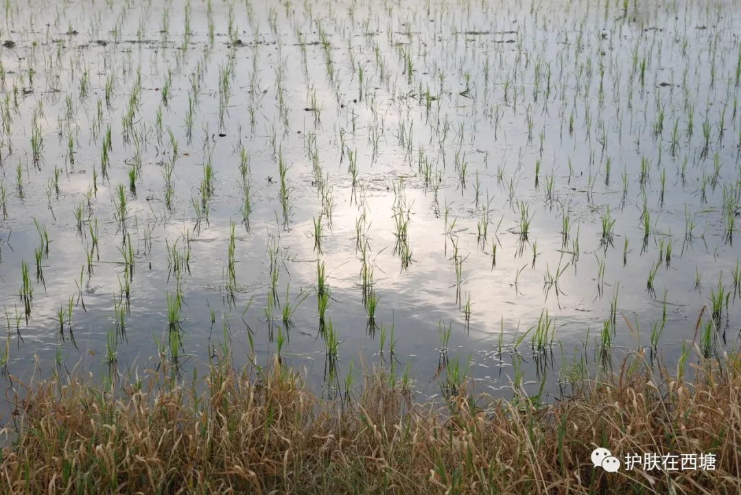 植物医生护肤品的正确使用顺序,植物医生石斛兰护肤品使用步骤