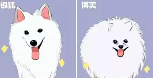 汪星人的种类,盘点不同种类汪星人