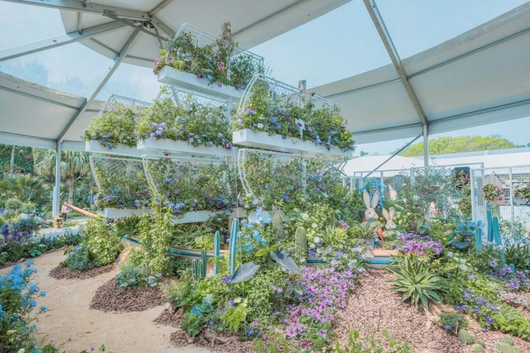 这个花展上的新优品种，为什么这么美？