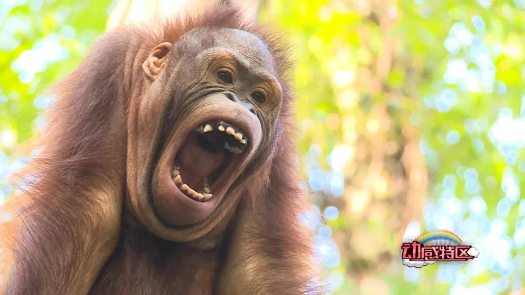 大熊猫相关知识,大熊猫百科知识详细介绍