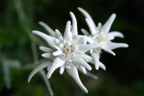 韩束美白补水晚安睡眠面膜,韩束熬夜面膜去黄提亮