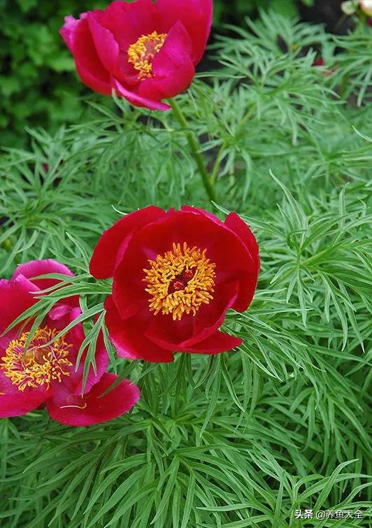 一至十二月的花期,12月到2月份的花期