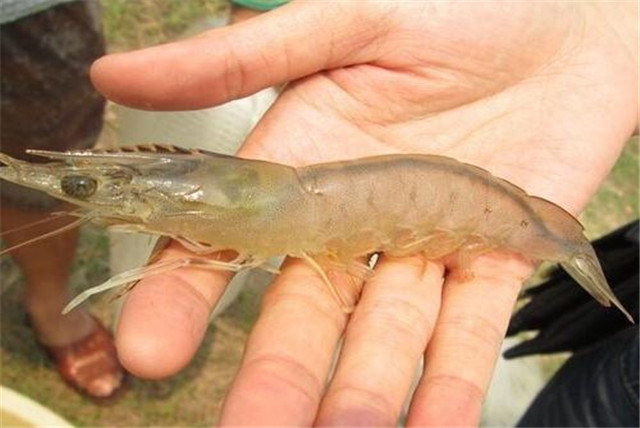 南美白对虾细菌性烂鳃病用什么药,南美白对虾细菌性急性肠胃炎