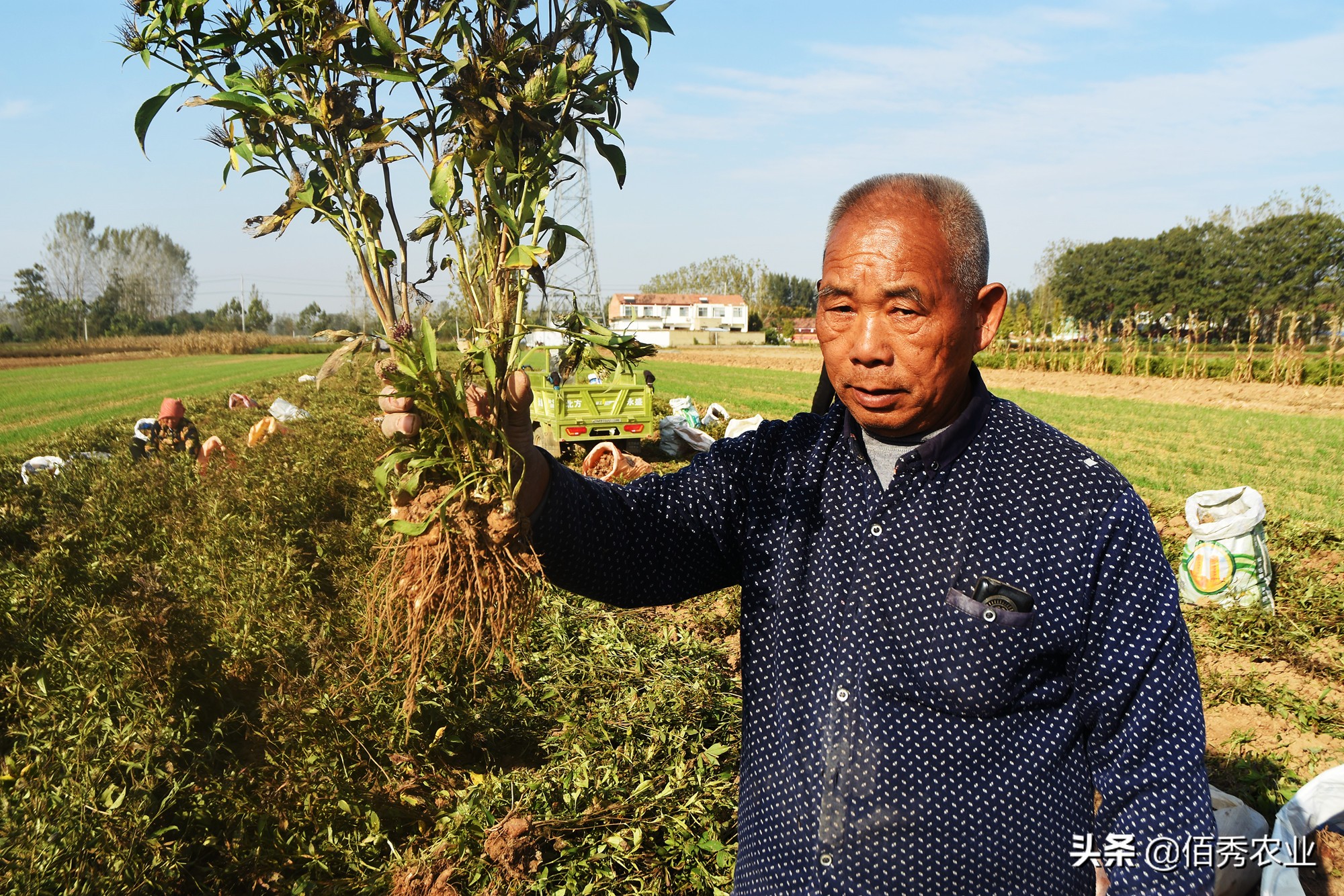 种植中药材一亩赚10万,90后回村种植中草药一年净赚240万