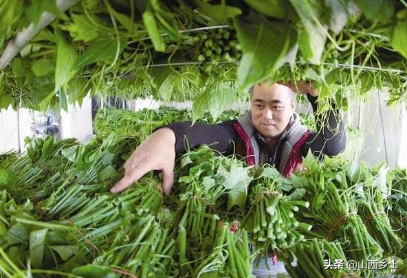种植野生菜的利润,东北农村种植什么菜赚钱
