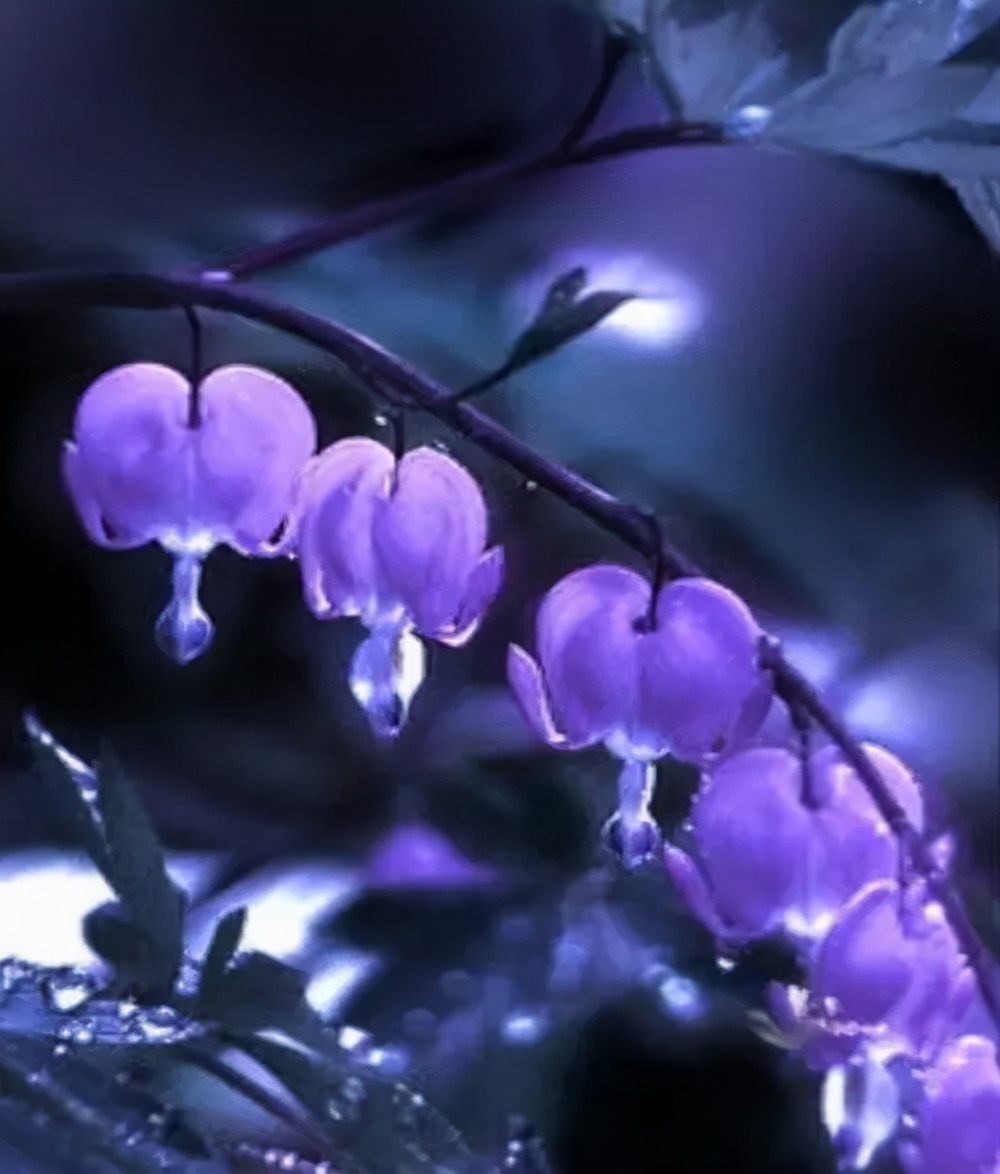 十种蓝色花,常见的六种蓝色花