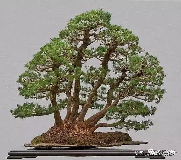 松树在水旱丛林盆景创作中的运用 (松树丛林盆景经典之作)