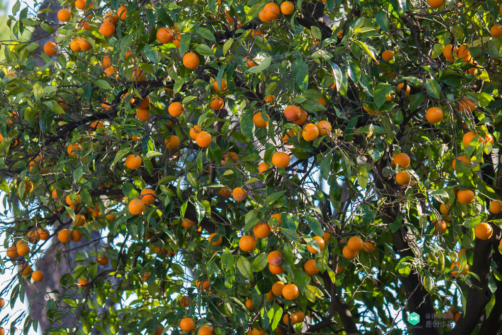 院子适合种的花和设计,庭院设计植物大全