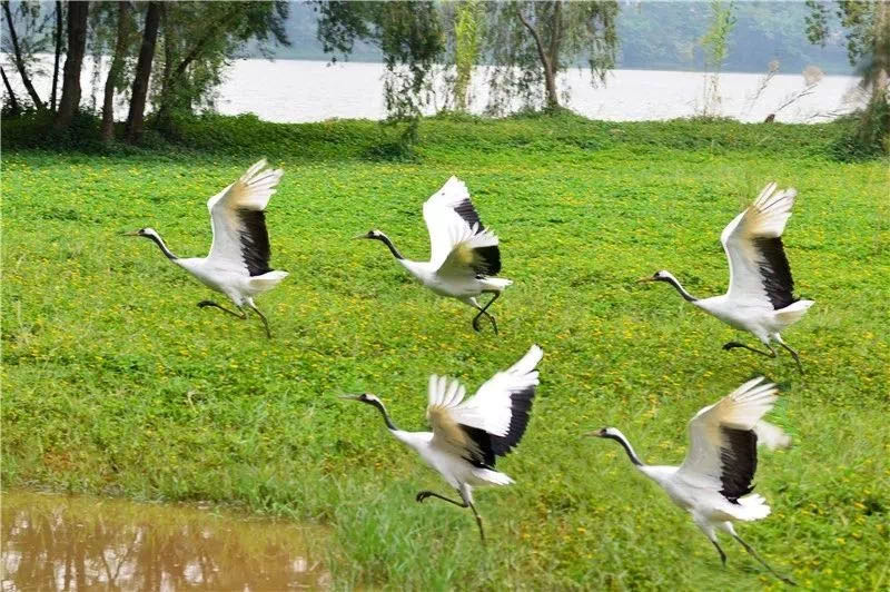 七星坠落玉湖来,乱点湖光水上栽，带你云游人间仙境七星岩。