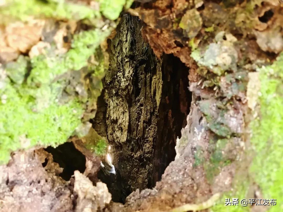 苦乐年华！1013岁的古树有个特别的名字