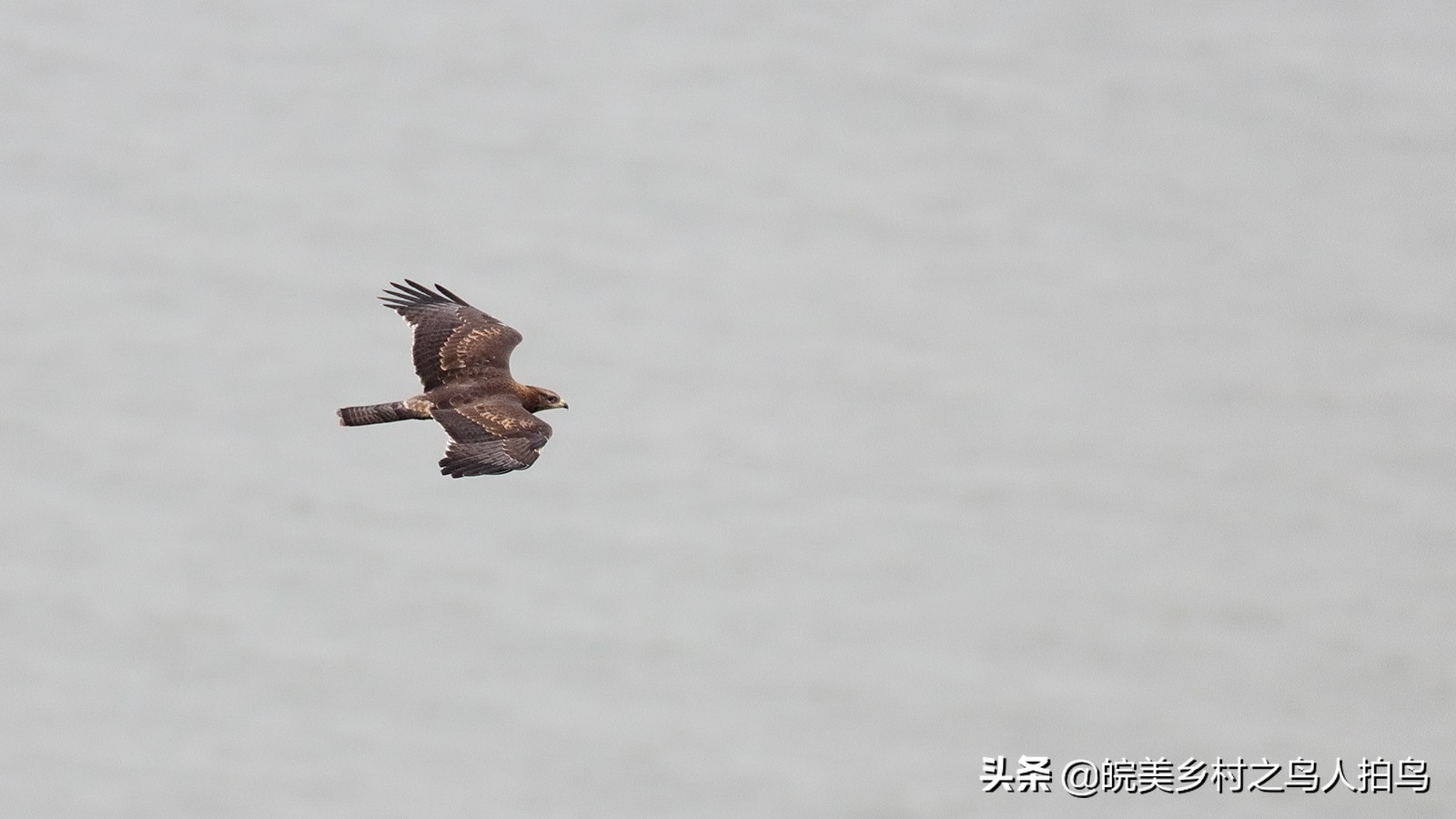 喜欢吃蜜蜂的鹰,吃蜂的鸟