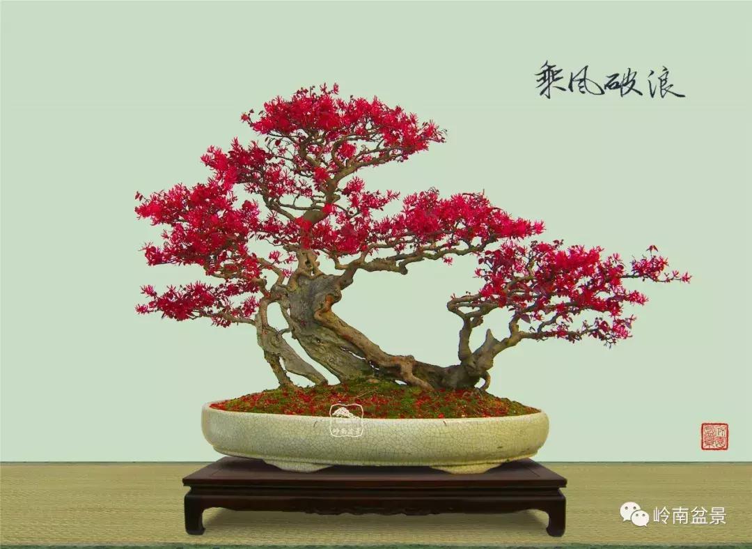 檵木小老桩盆景,檵木盆景图片大全