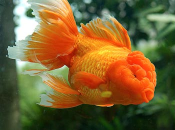 金鱼养几条好风水最好,草金鱼最好养