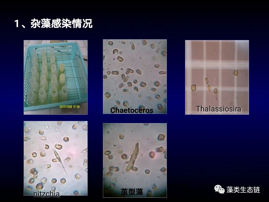 藻类培养课程视频教程,海南藻类生态链