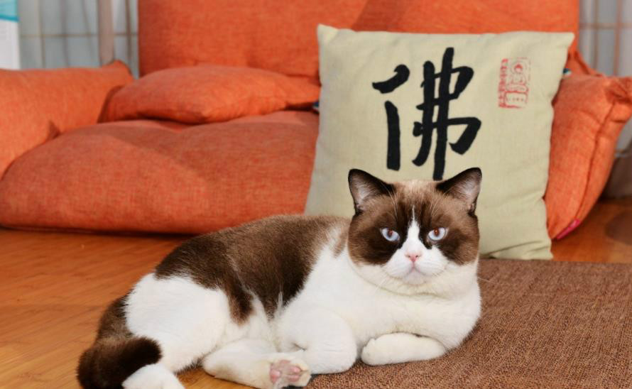 佛系教师的内涵及产生的根源,读懂佛系教师越来越多背后的原因