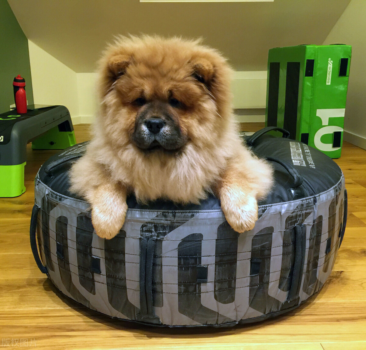 生活中松狮犬的养护须知是什么,松狮犬该怎么养这篇文章为你解读