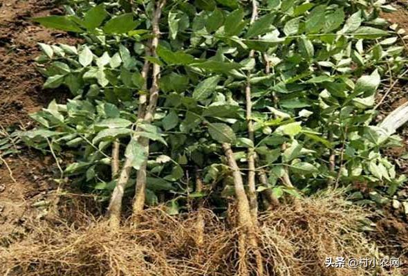 怎样种出高产花椒,农民种花椒技术视频