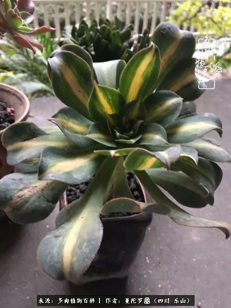 转角遇见多肉,遇见多肉治愈自己